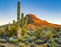 desierto de sonora